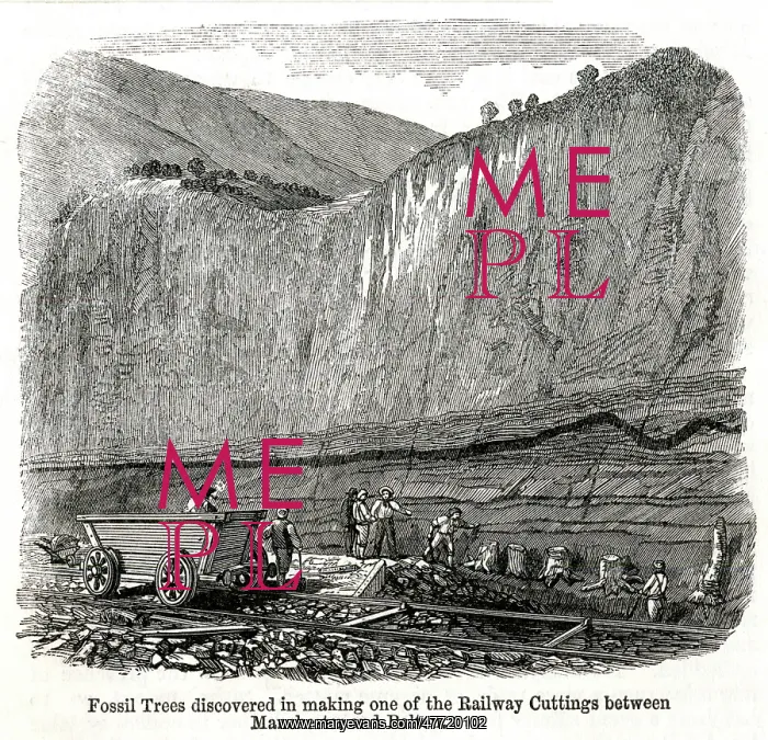 : Railway cutting works, discovery of fossilised trees : Railway cutting works, discovery of fossilised trees