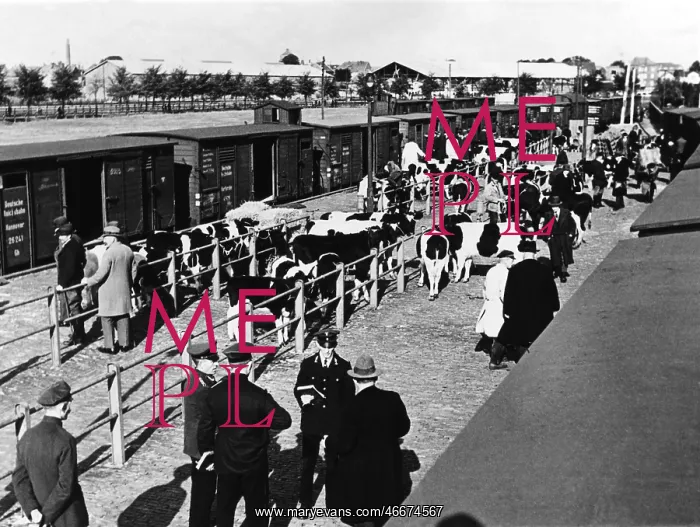 : railway, waggons, freight waggons, loading cattle : railway, waggons, freight waggons, loading cattle