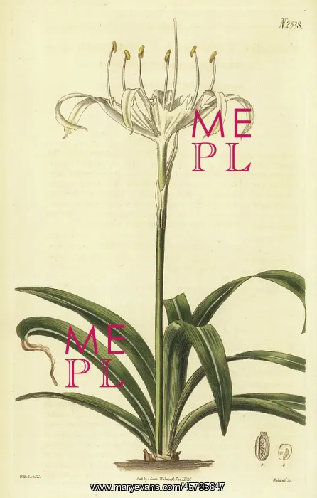 : Rain flower, Pancratium zeylanicum : Rain flower, Pancratium zeylanicum
