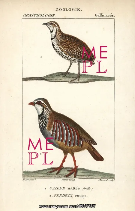 : Rain quail, Coturnix coromandelica, and red-legged : Rain quail, Coturnix coromandelica, and red-legged