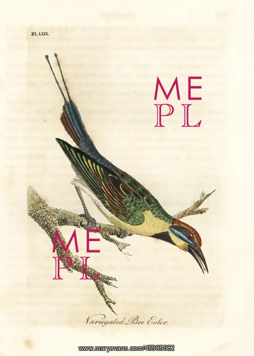 : Rainbow bee-eater, Merops ornatus : Rainbow bee-eater, Merops ornatus
