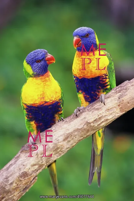 : Two Rainbow Lorikeet Trichoglossus Haematodus : Two Rainbow Lorikeet Trichoglossus Haematodus