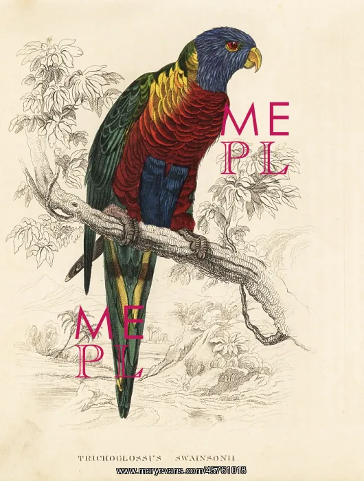 : Rainbow lorikeet, Trichoglossus haematodus : Rainbow lorikeet, Trichoglossus haematodus