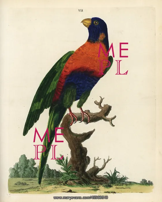 : Rainbow lorikeet, Trichoglossus haematodus : Rainbow lorikeet, Trichoglossus haematodus