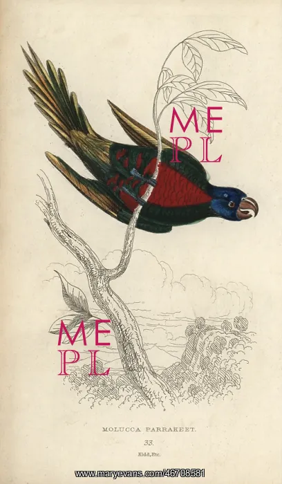 : Rainbow lorikeet, Trichoglossus haematodus : Rainbow lorikeet, Trichoglossus haematodus