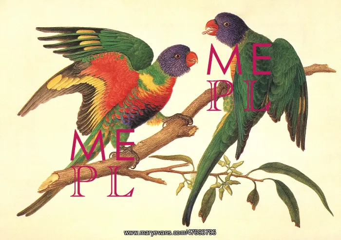 : Rainbow Lorikeet, Trichoglossus haematodus : Rainbow Lorikeet, Trichoglossus haematodus