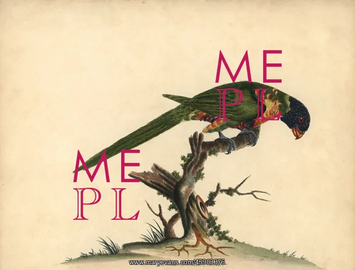 : Rainbow lorikeet, Trichoglossus moluccanus : Rainbow lorikeet, Trichoglossus moluccanus