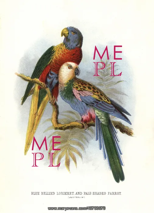 : Rainbow lorikeet, Trichoglossus moluccanus : Rainbow lorikeet, Trichoglossus moluccanus