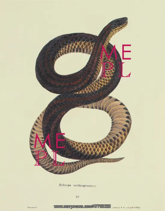  : Rainbow Snake, Farancia erytrogramma