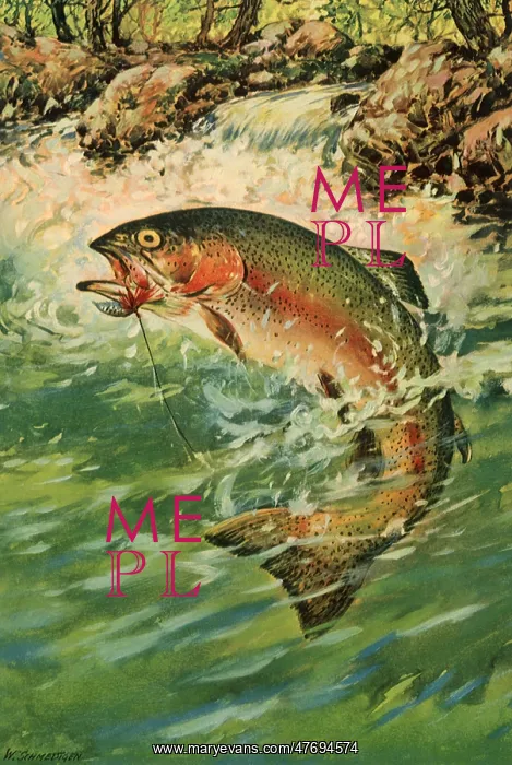  : Rainbow Trout