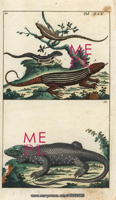 : Rainbow whiptail and dotted skink : Rainbow whiptail and dotted skink