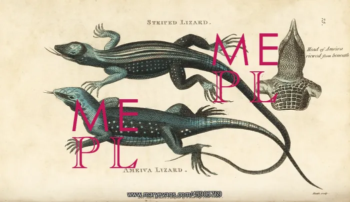 : Rainbow whiptail lizard and giant ameiva lizard : Rainbow whiptail lizard and giant ameiva lizard