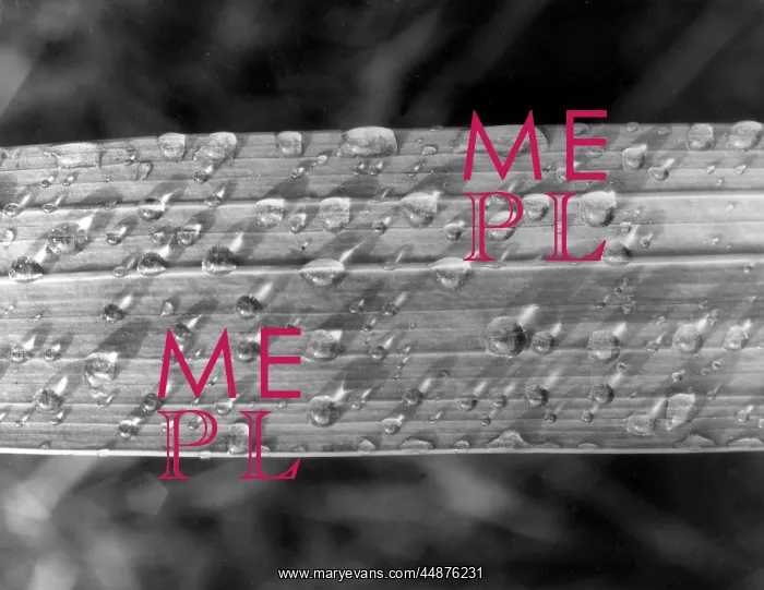  : RAINDROPS. Raindrops on a leaf