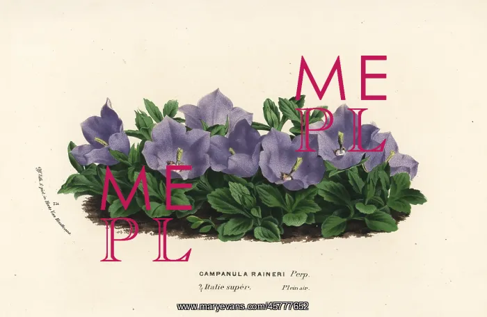 : Rainer's bellflower, Campanula raineri : Rainer's bellflower, Campanula raineri