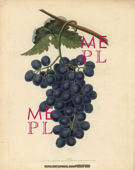 : Raisin de Calmes grape, Vitis vinifera : Raisin de Calmes grape, Vitis vinifera