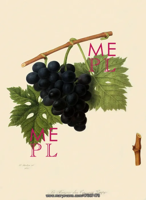  : Raisin Des Carmes Grapes