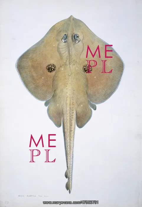  : Raja naevus, cuckoo ray