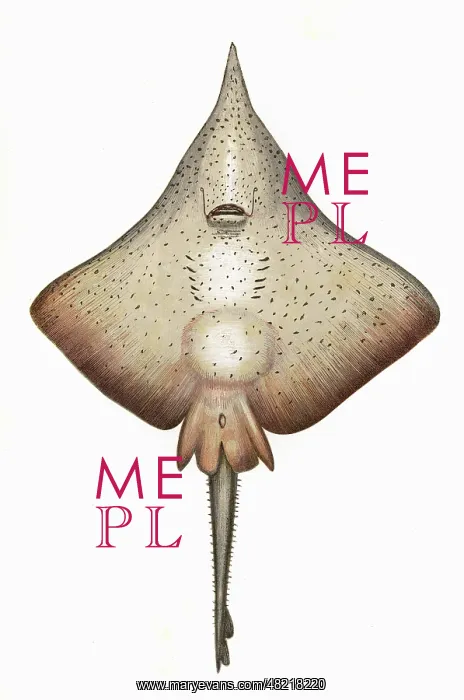 : Raja rhina, or Longnose Skate : Raja rhina, or Longnose Skate