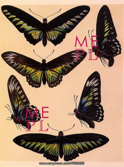 : Rajah Brooke's Birdwing Moths : Rajah Brooke's Birdwing Moths