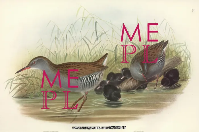 : Rallus aquaticus, water rail : Rallus aquaticus, water rail