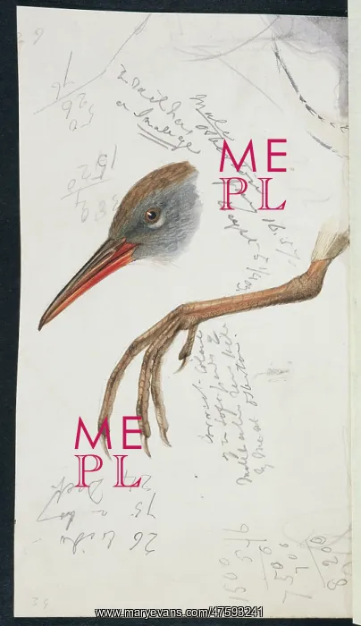 : Rallus aquaticus, water rail : Rallus aquaticus, water rail