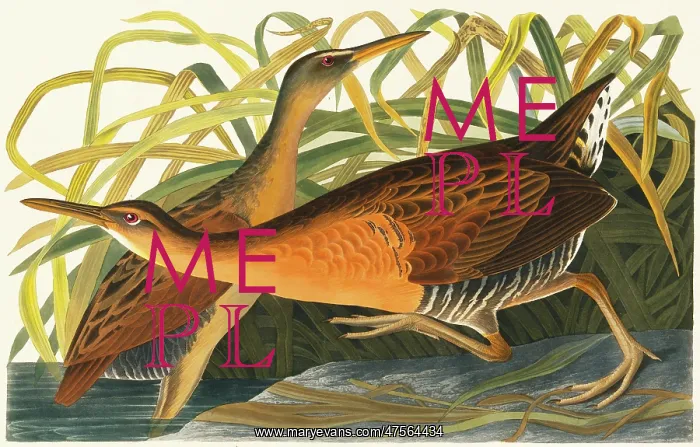 : Rallus elegans, king rail : Rallus elegans, king rail