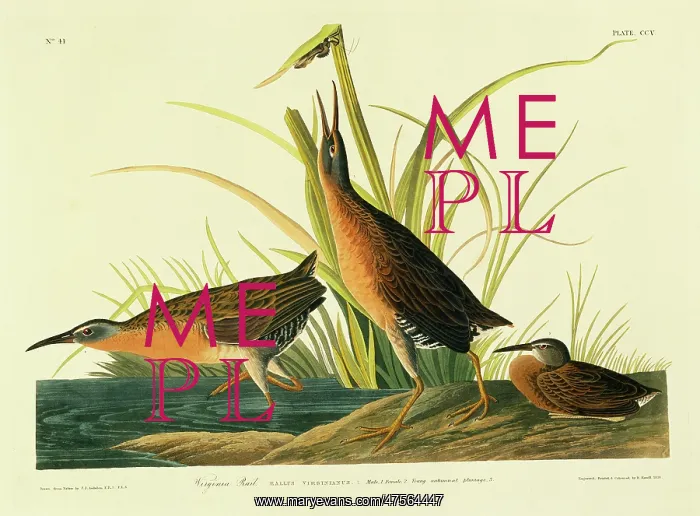 : Rallus limicola, Virginia rail : Rallus limicola, Virginia rail