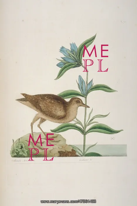 : Rallus limicola, Virginian rail : Rallus limicola, Virginian rail