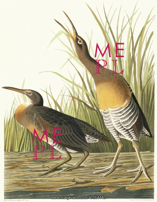 : Rallus longirostris, clapper rail : Rallus longirostris, clapper rail