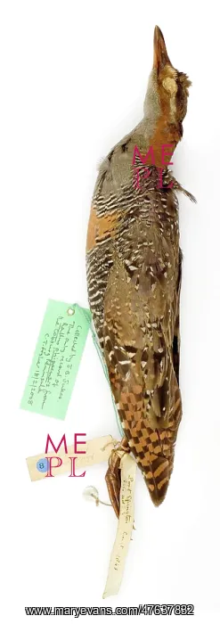 : Rallus phippensis : Rallus phippensis