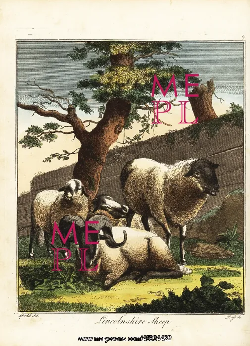 : Ram, ewe and lambs of the Lincoln Longwool : Ram, ewe and lambs of the Lincoln Longwool