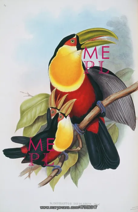 : Ramphastos dicolorus, red-breasted toucan : Ramphastos dicolorus, red-breasted toucan
