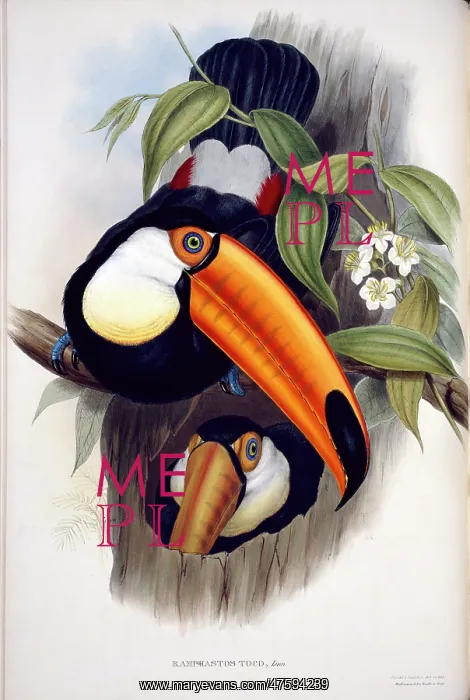 : Ramphastos toco, toco toucan : Ramphastos toco, toco toucan