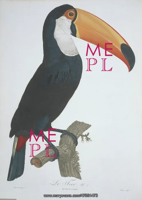 : Ramphastos toco, Toco toucan : Ramphastos toco, Toco toucan