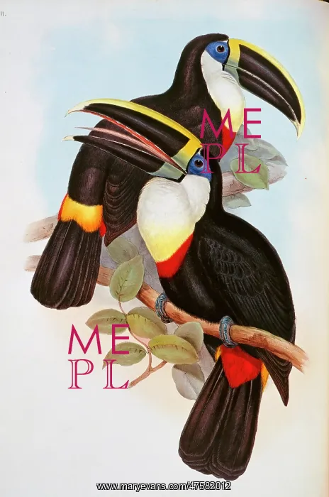 : Ramphastos vitellinus culminatus, channel-billed toucan : Ramphastos vitellinus culminatus, channel-billed toucan