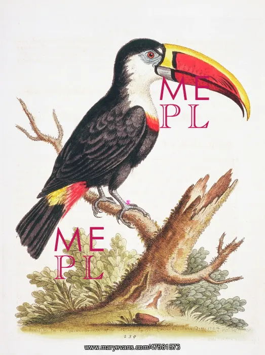 : Ramphastos vittelinus culminatus, channel-billed toucan : Ramphastos vittelinus culminatus, channel-billed toucan