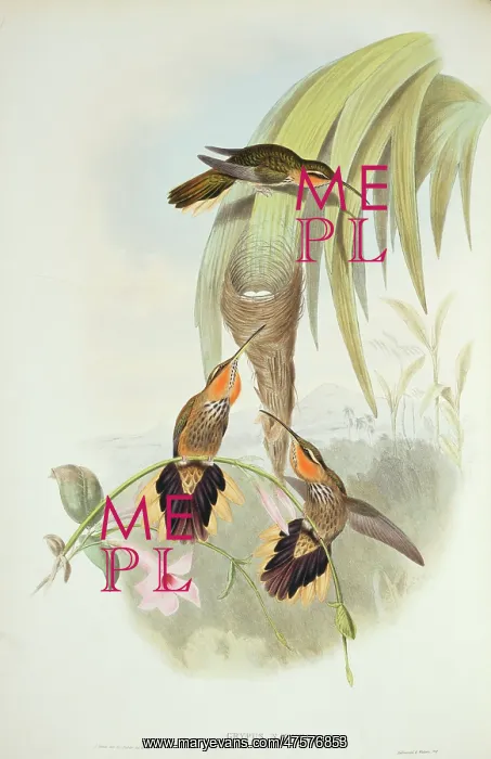 : Ramphodon naevius, saw-billed hermit : Ramphodon naevius, saw-billed hermit