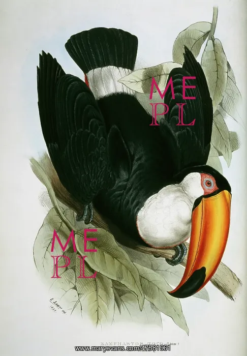 : Ramphostos toco, toco toucan : Ramphostos toco, toco toucan
