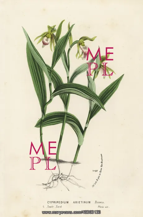 : Ram's-head lady's-slipper orchid, Cypripedium arietinum : Ram's-head lady's-slipper orchid, Cypripedium arietinum