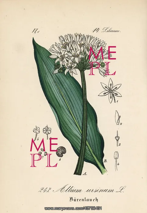 : Ramsons, buckrams, or wild garlic, Allium ursinum : Ramsons, buckrams, or wild garlic, Allium ursinum