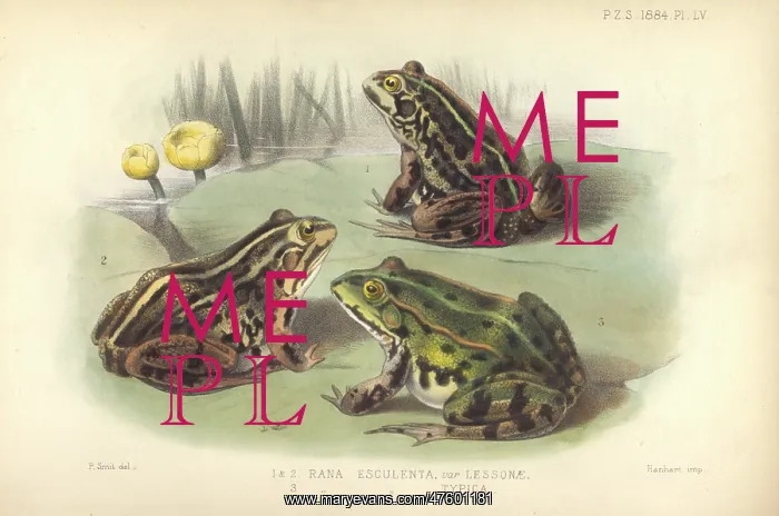 : Rana esculenta, edible frog : Rana esculenta, edible frog
