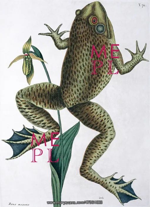 : Rana maxima, bull frog : Rana maxima, bull frog