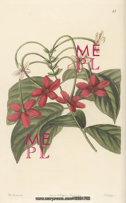 : Rangoon creeper, Combretum indicum : Rangoon creeper, Combretum indicum