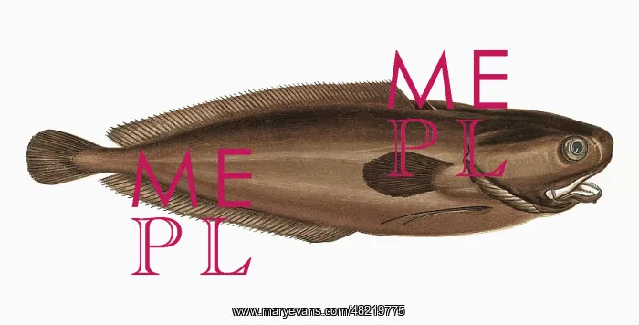 : Raniceps raninus, or Tadpole Fish : Raniceps raninus, or Tadpole Fish