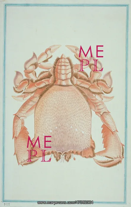 : Ranina ranina, spanner crab : Ranina ranina, spanner crab