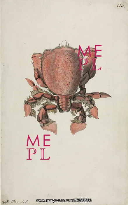 : Ranina ranina, spanner crab : Ranina ranina, spanner crab