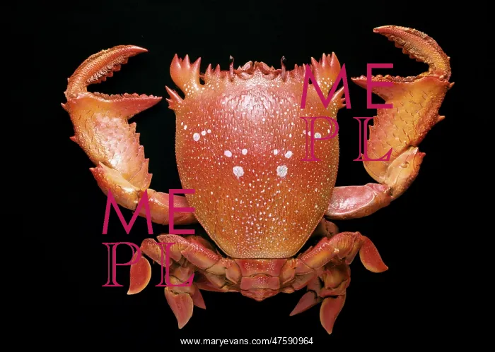 : Ranina ranina, spanner crab : Ranina ranina, spanner crab