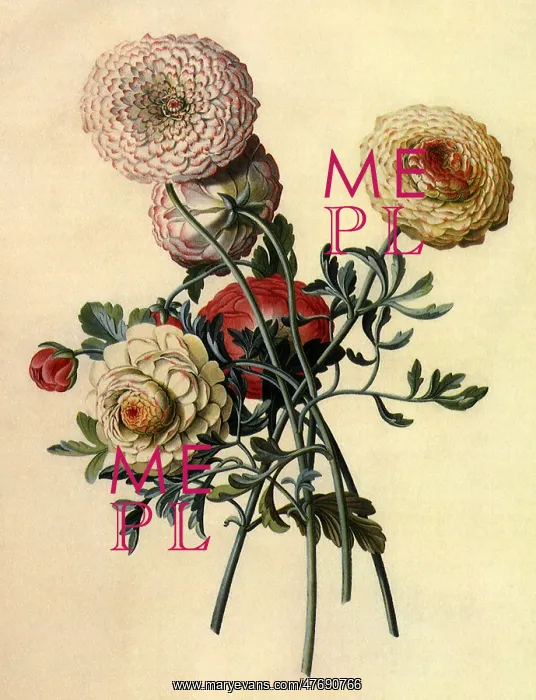 : Ranunculus : Ranunculus