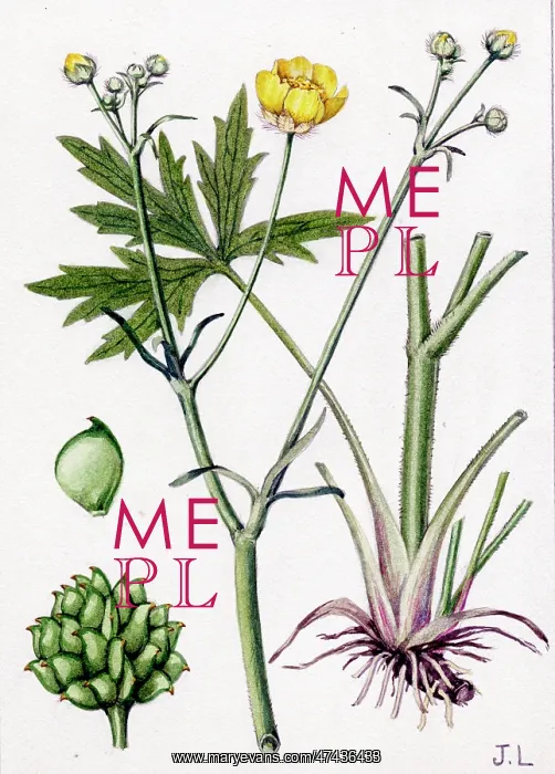  : Ranunculus acris