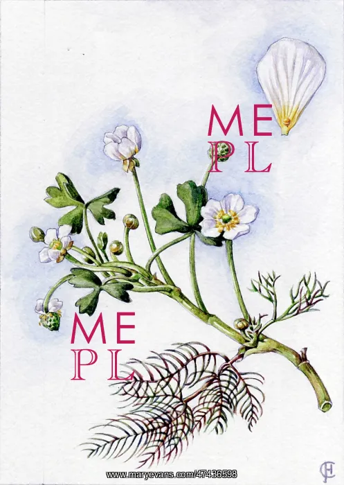 : Ranunculus aquatilis
